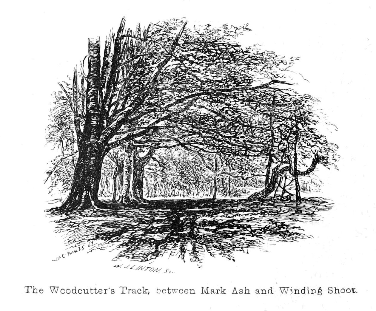 The Woodcutters Track, entre Mark Ash e Winding Shoot de Walter Crane