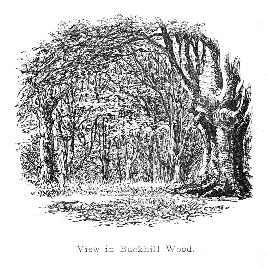 Visualizar em Buckhill Wood de Walter Crane
