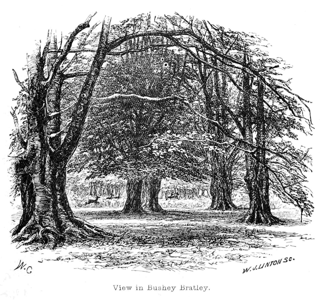 Ver em Bushey Bratley de Walter Crane