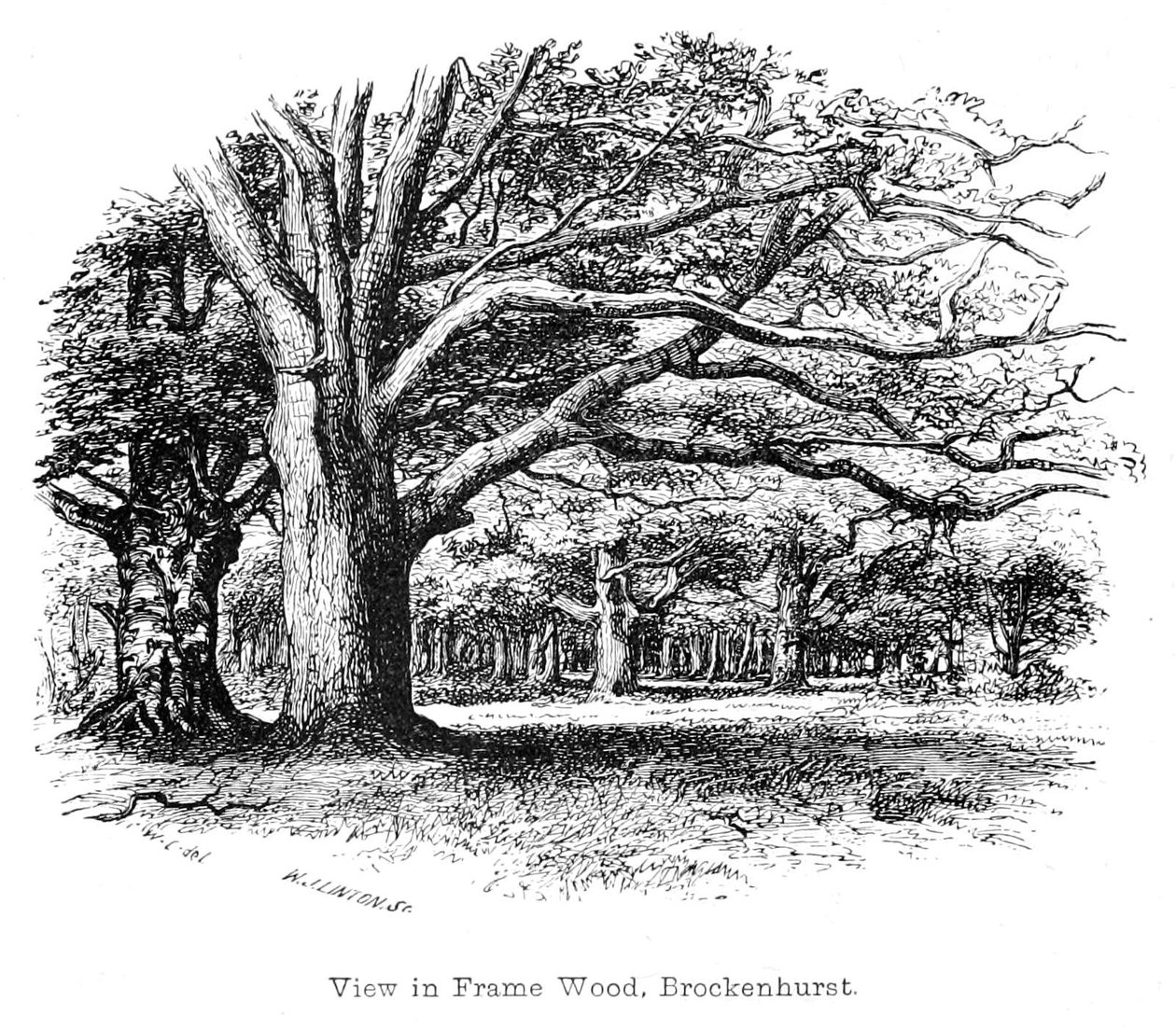 Vista em madeira de moldura, Brockenhurst de Walter Crane