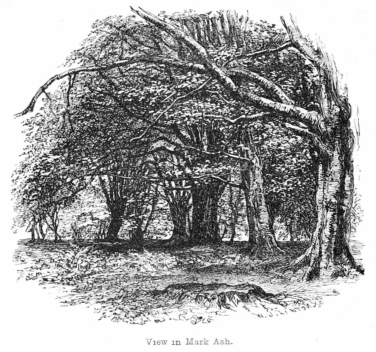 Visualizar em Mark Ash Wood de Walter Crane