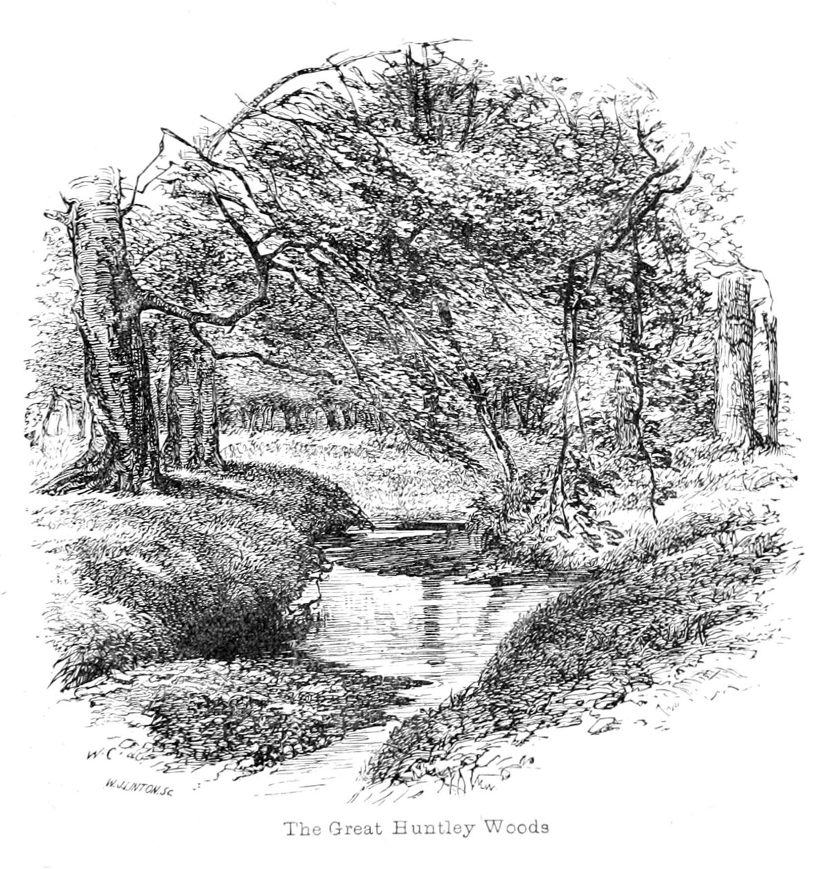 Vista na grande floresta de Huntley de Walter Crane