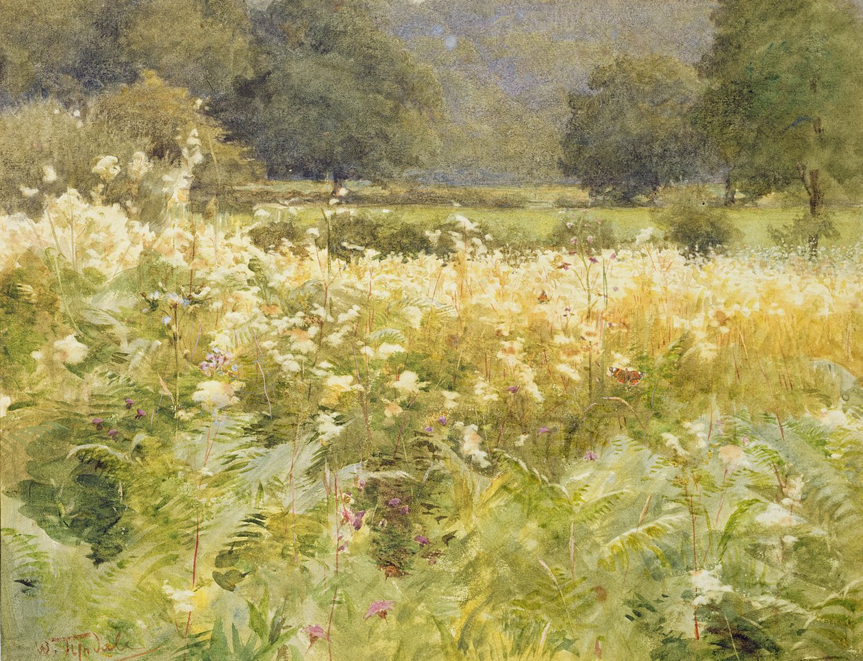Meadowsweet (wc no papel) de Walter Frederick Roofe Tyndale