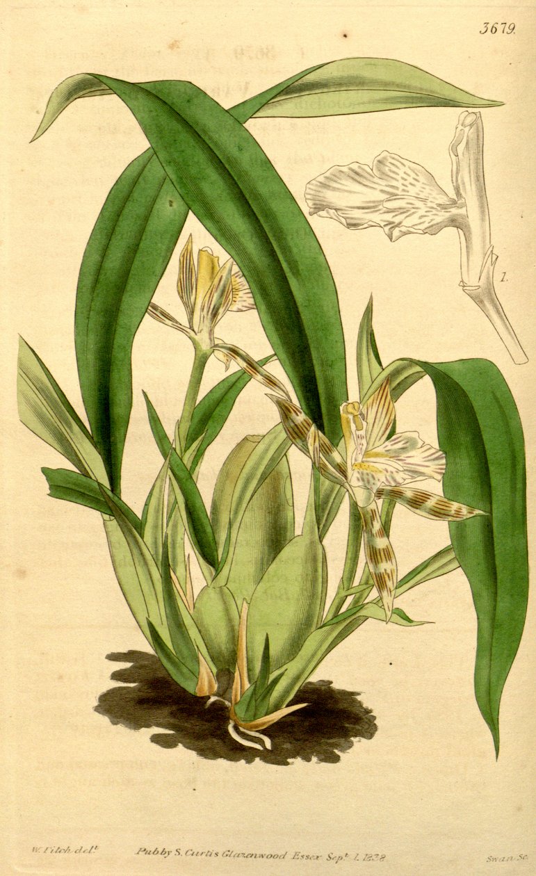 Ilustração, de, aspasia, variegata de Walter Hood Fitch