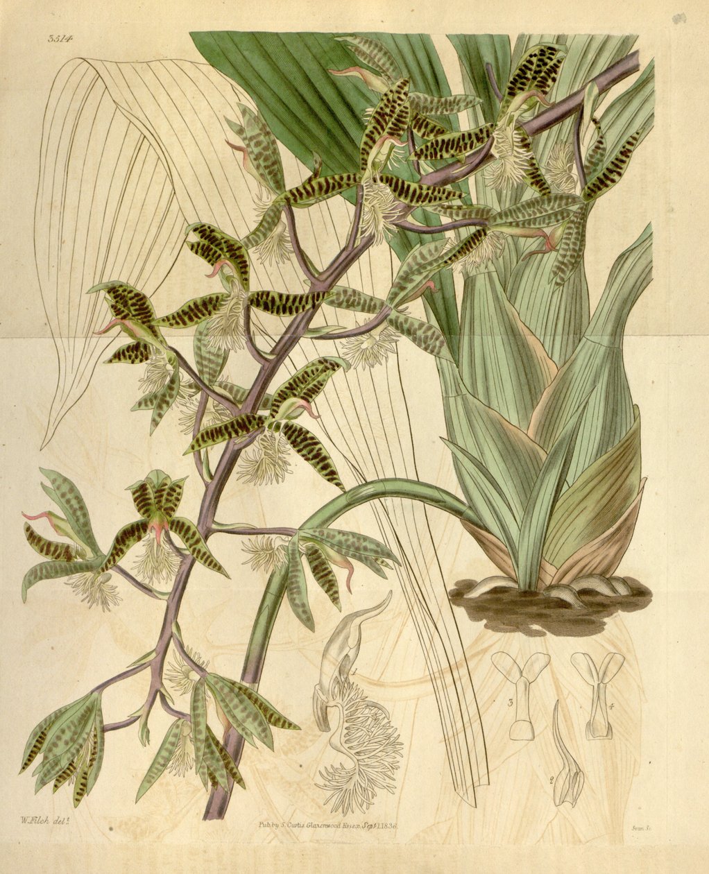 Ilustração Catasetum de uma barba (syn. Myanthus barbudo) de Walter Hood Fitch