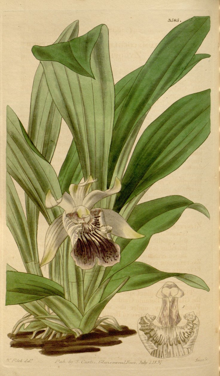 Ilustração de Cochleanthes flabelliformis (como syn. Zygopetalum cochleare) de Walter Hood Fitch