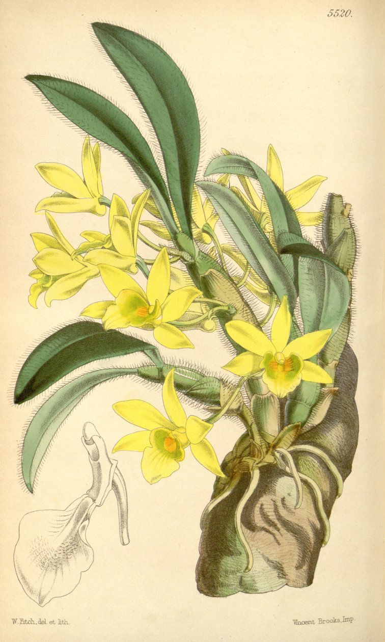 Ilustração, de, dendrobium, senile de Walter Hood Fitch