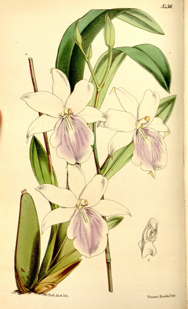 Ilustração, de, miltonia, regnellii de Walter Hood Fitch