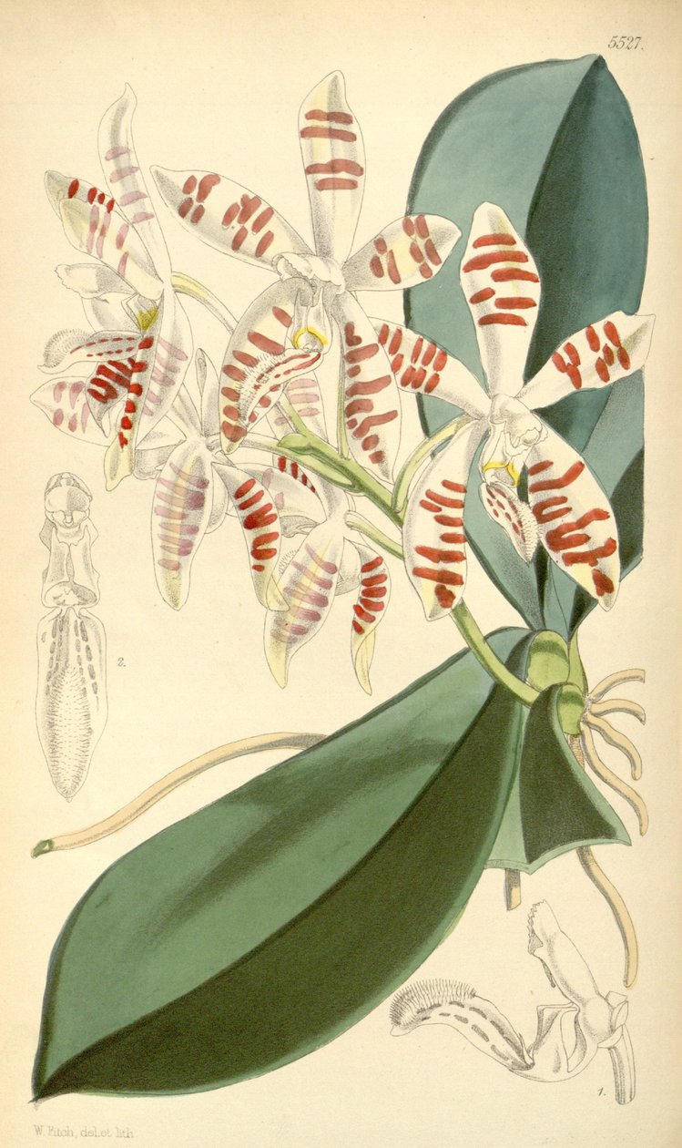 Ilustração de Phalaenopsis sumatrana de Walter Hood Fitch