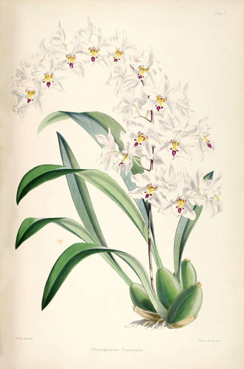 Ilustração de Odontoglossum nobile (como syn. Odontoglossum pescatorei) de James Bateman