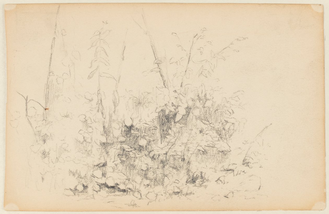 Esboço de Plantas Selvagens de Walter Clark