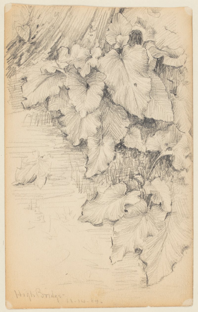 Estudo de Plantas à Beira da Água, Ponte Alta de Walter Clark