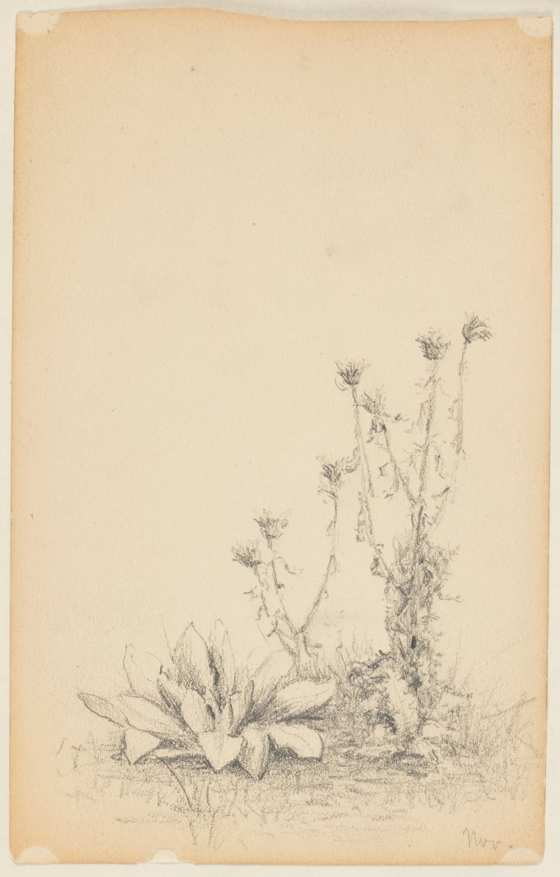 Estudo de Plantas Silvestres de Walter Clark