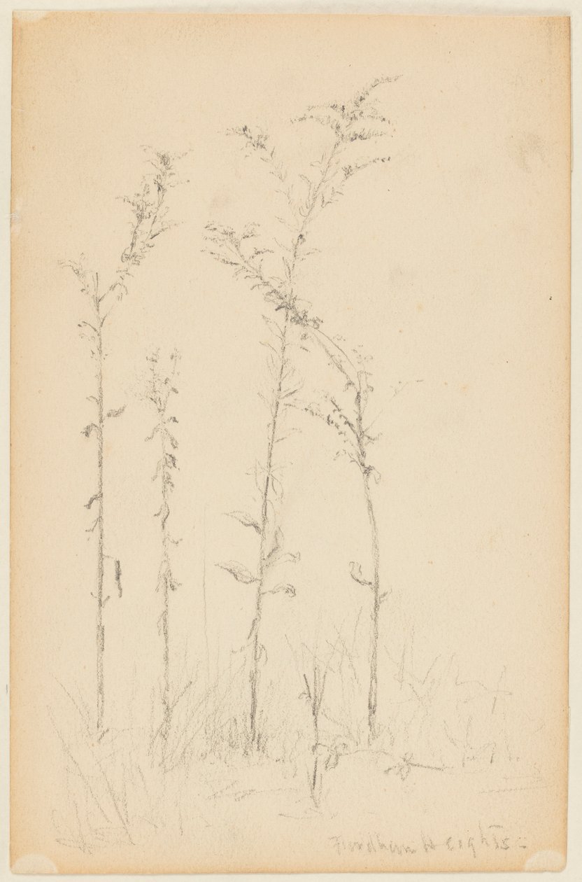 Estudo de Plantas Selvagens, Fordham Heights de Walter Clark