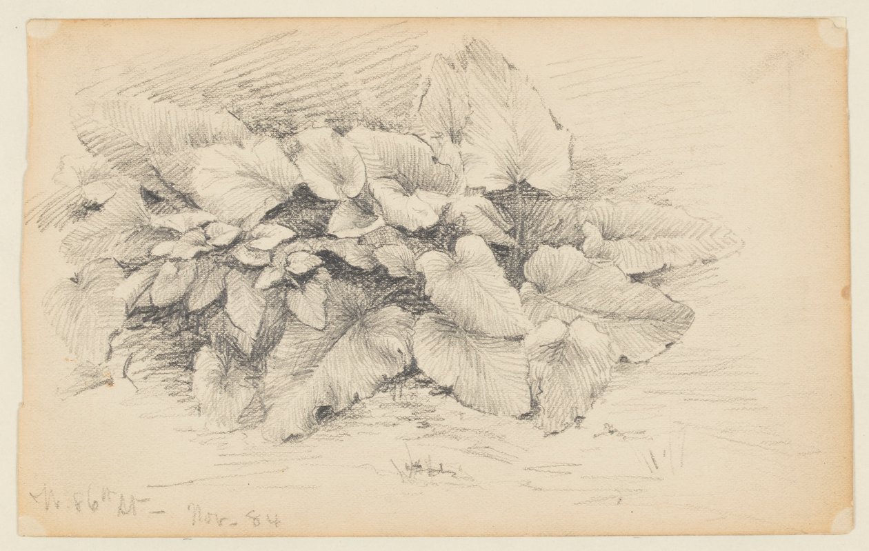 Estudo de uma planta, West 86th Street de Walter Clark