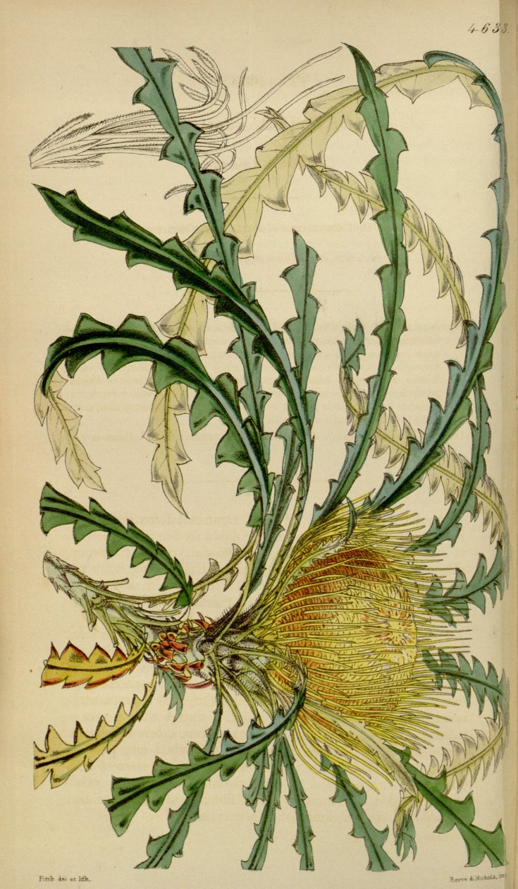 Revista Botânica de Curtis - Lámina 4633 - Dryandra nobilis de Walter Hood Fitch