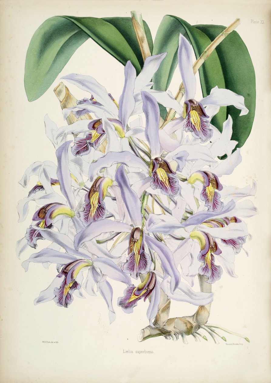 Ilustração de Schomburgkia superbiens (Orig. Laelia superbiens) de Walter Hood Fitch