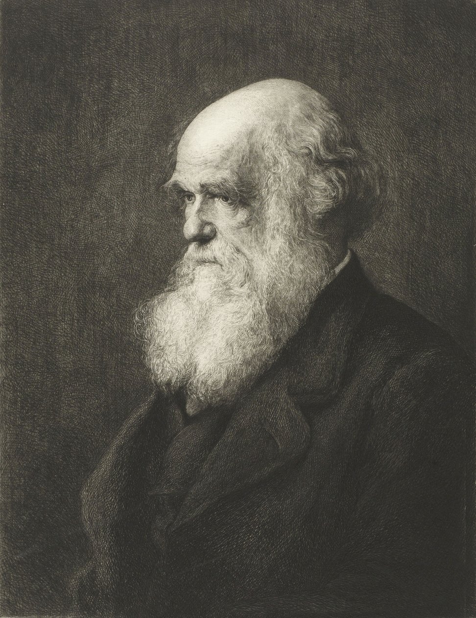 Charles Robert Darwin (gravura) de Walter William (after) Ouless