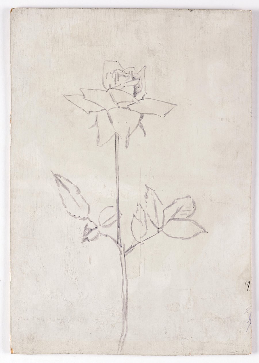 Rosa de Walther Gamerith