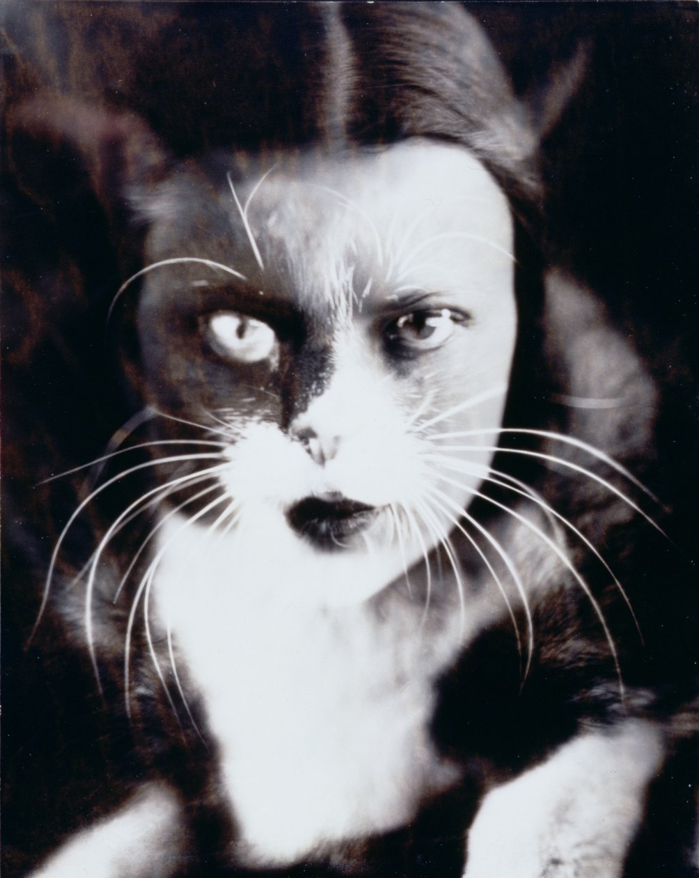 O gato e eu de Wanda Wulz