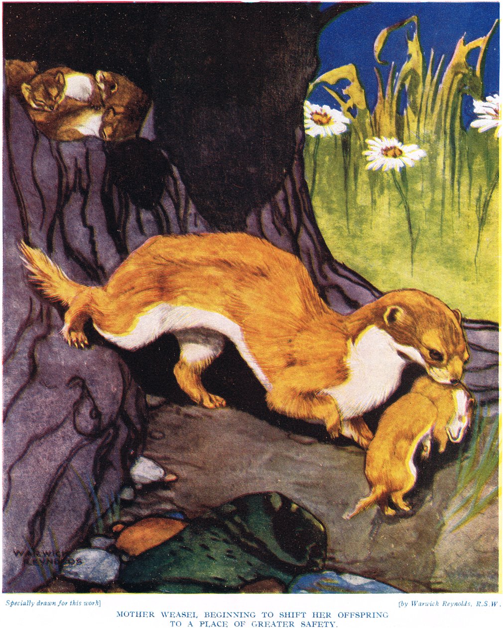 Mãe Weasel começando a mudar sua prole, ilustração de "A Nova História Natural", de John Arthur Thompson (1861-1933), publicado pela GP Putnam&39;s Sons, 1926 de Warwick Reynolds