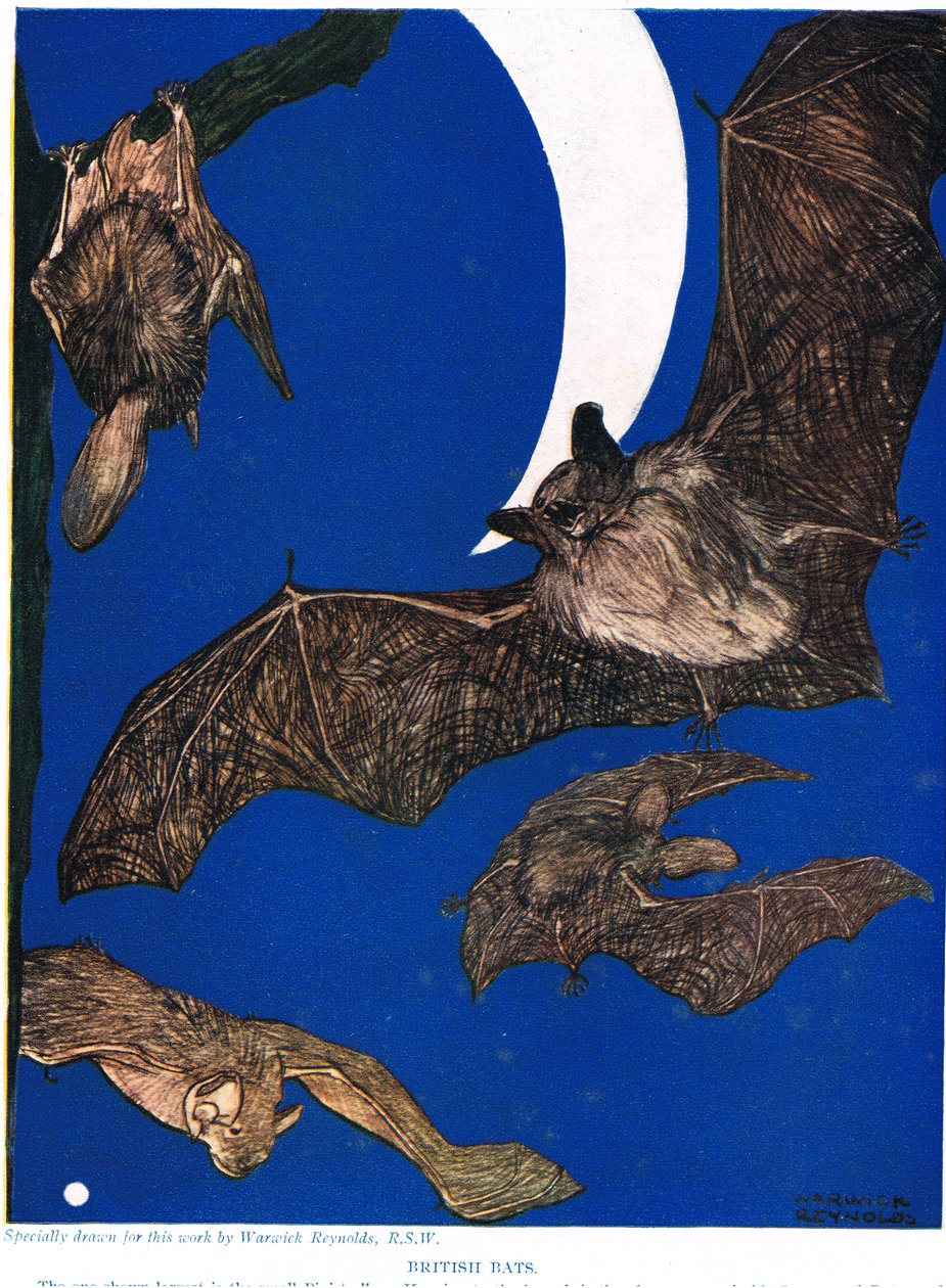 Morcegos britânicos, ilustração de "The New Natural History", de John Arthur Thompson (1861-1933), publicado pela GP Putnam&39;s Sons, 1926 de Warwick Reynolds