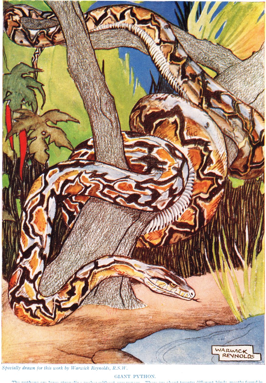 Gigante Python, ilustração de "The New Natural History", de John Arthur Thompson (1861-1933), publicado pela GP Putnam&39;s Sons, 1926 de Warwick Reynolds
