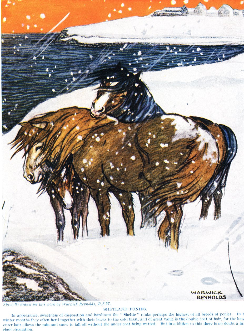 Pôneis de Shetland, ilustração de "The New Natural History", de John Arthur Thompson (1861-1933), publicado pela GP Putnam&39;s Sons, 1926 de Warwick Reynolds