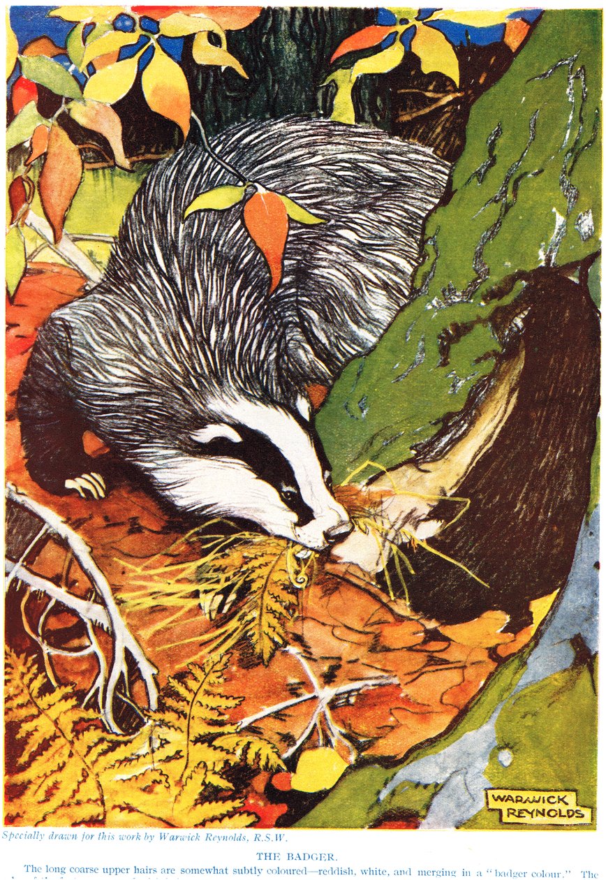 The Badger, de "The New Natural History", de John Arthur Thompson (1861-1933), publicado pela GP Putnam&39;s Sons, 1926 de Warwick Reynolds