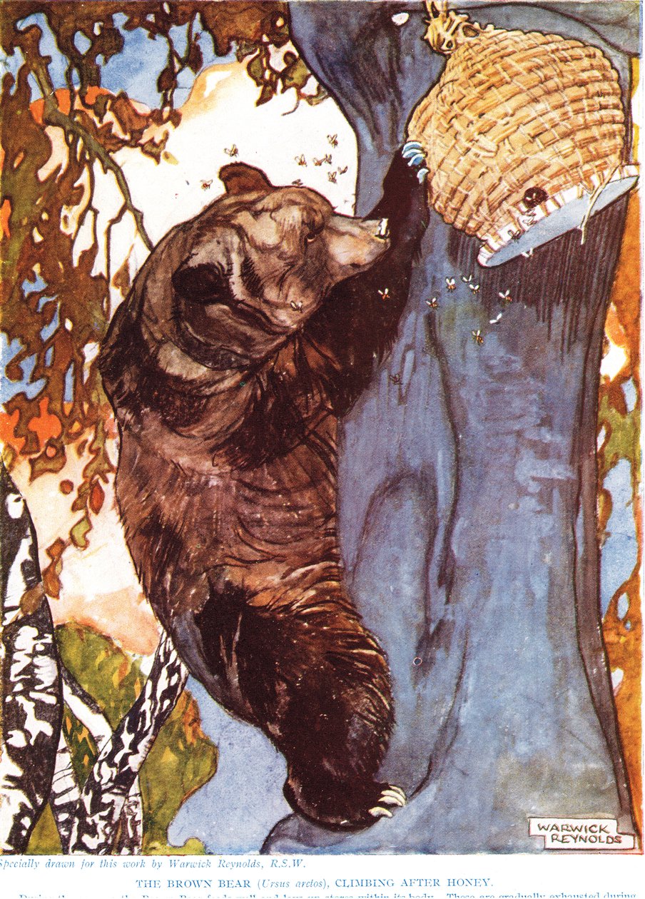 O Urso-pardo (Ursus arctos), subindo atrás do mel, ilustração de "A Nova História Natural", de John Arthur Thompson (1861-1933), publicado pelos Filhos de GP Putnam, na década de 1920 de Warwick Reynolds