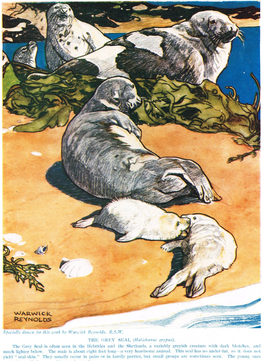 The Grey Seal, ilustração de "The New Natural History", de John Arthur Thompson (1861-1933), publicado pela GP Putnam&39;s Sons, 1926 de Warwick Reynolds