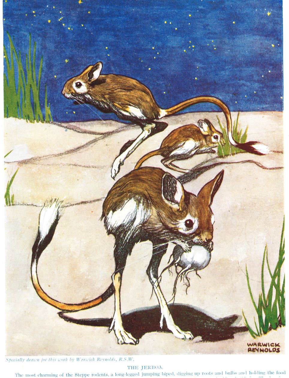 O Jerboa, ilustração de "A Nova História Natural", de John Arthur Thompson (1861-1933), publicado pela GP Putnam&39;s Sons, 1926 de Warwick Reynolds
