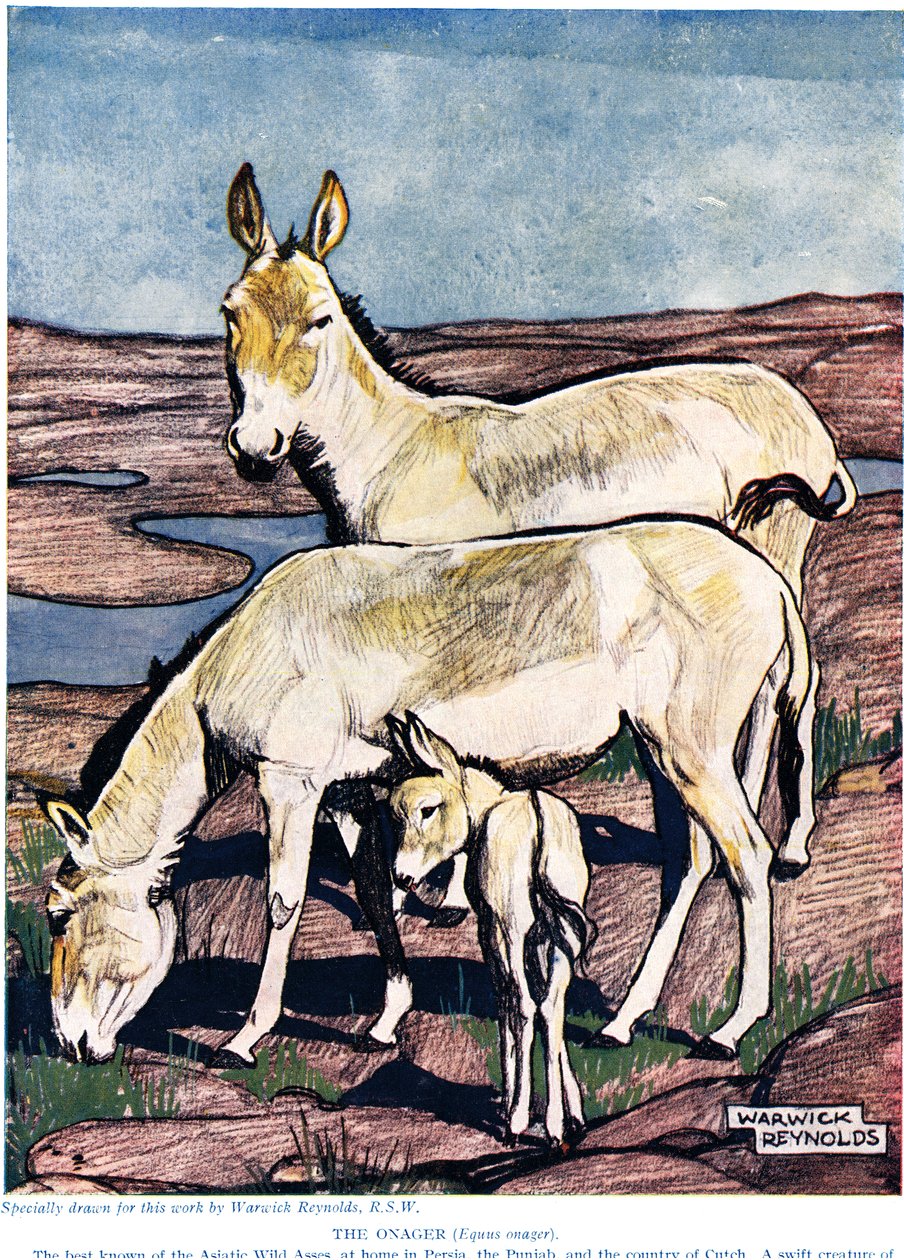 The Onager, de "The New Natural History", de John Arthur Thompson (1861-1933), publicado pela editora GP Putnam&39;s Sons, 1926 de Warwick Reynolds