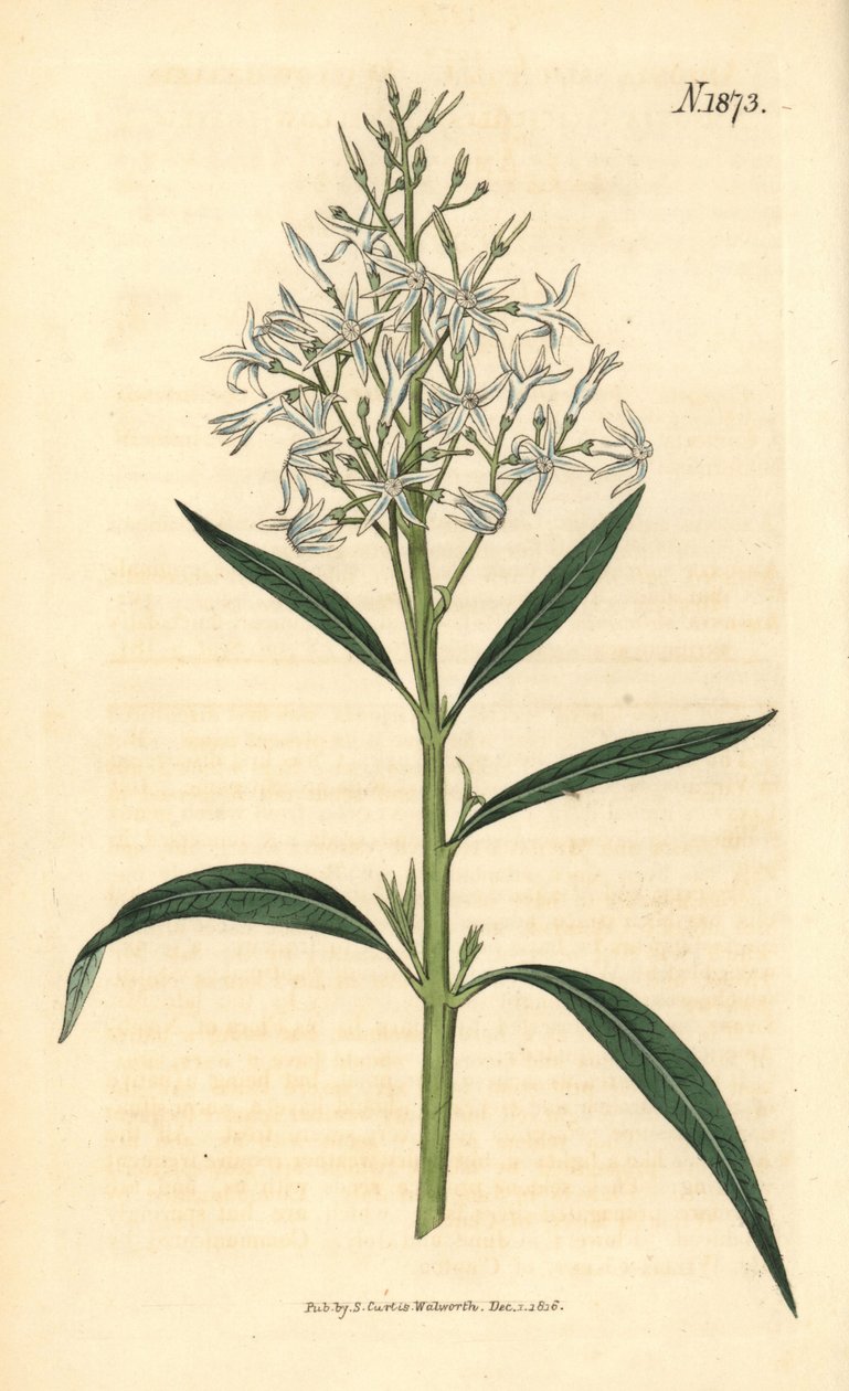 Amsonia azul - Amsonia tabernaemontana var. salicifolia (Amsonia com folhas de salgueiro, Amsonia salicifolia). Gravura botânica pintada à mão por Weddell, retirada da revista Curtis