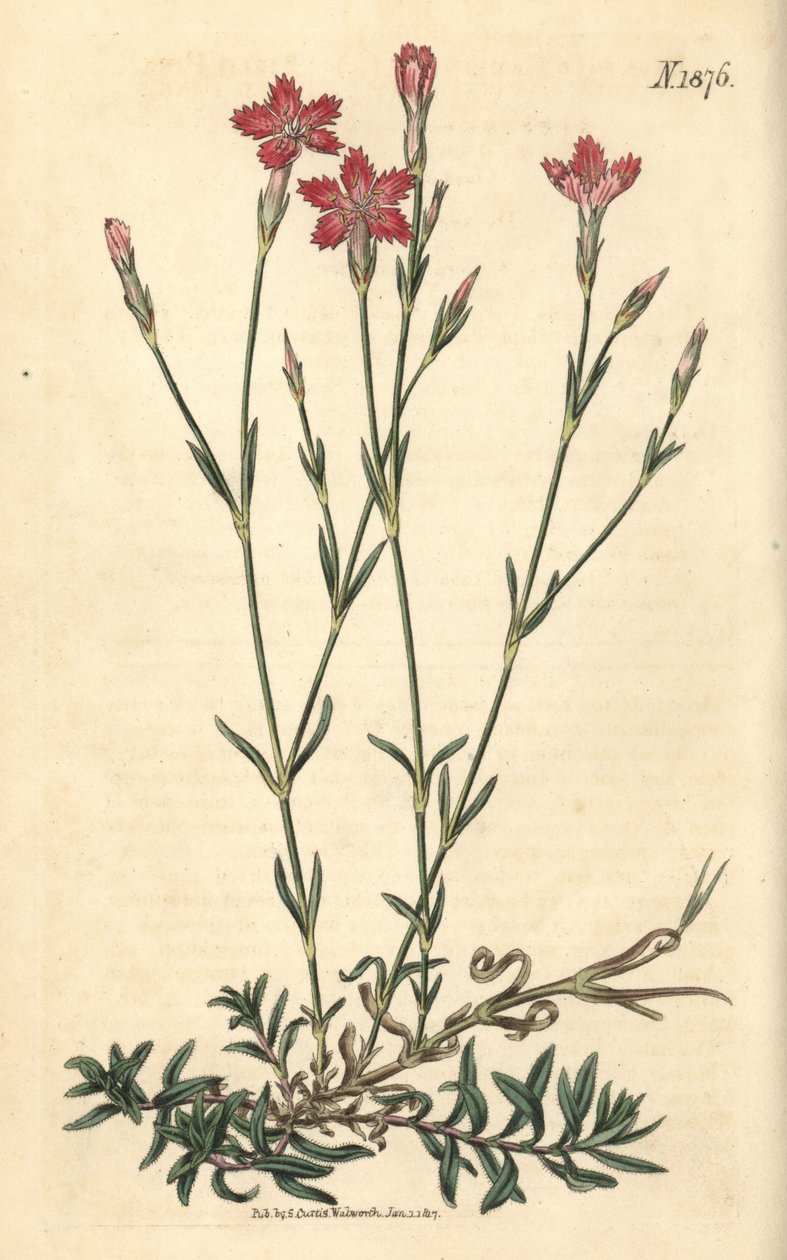 Cravinho-do-campo - Dianthus campestris. Gravura botânica pintada à mão por Weddell, retirada da revista Curtis
