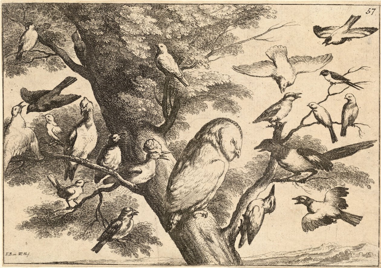 Pássaros, mobbing, coruja de Wenceslaus Hollar
