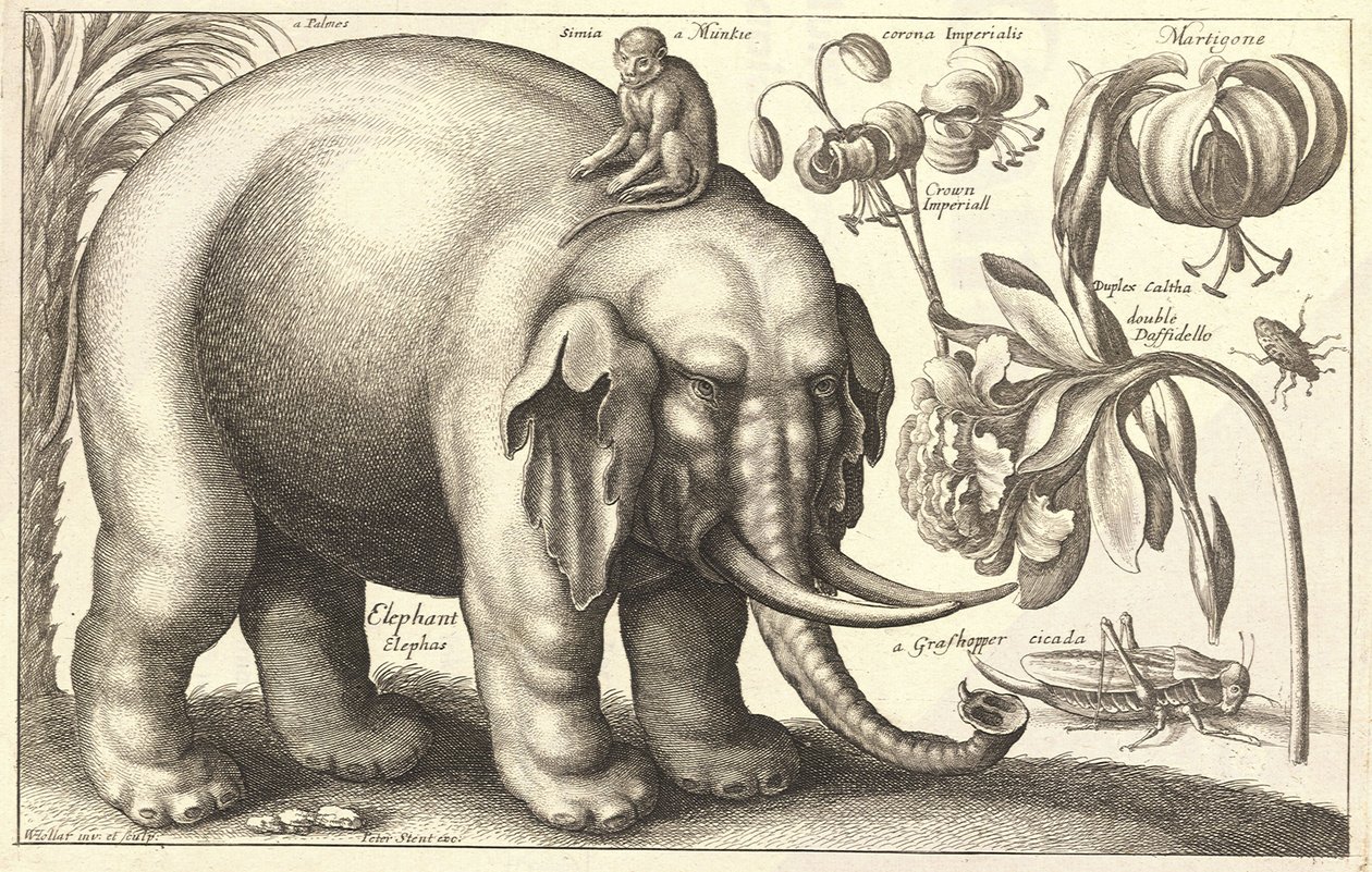 Elefante e flores. Estado 2 de Wenceslaus Hollar