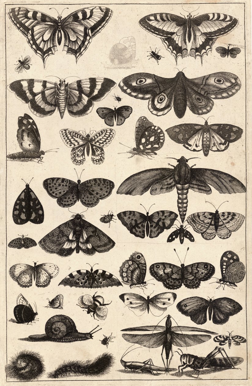 Quarenta e um insetos de Wenceslaus Hollar