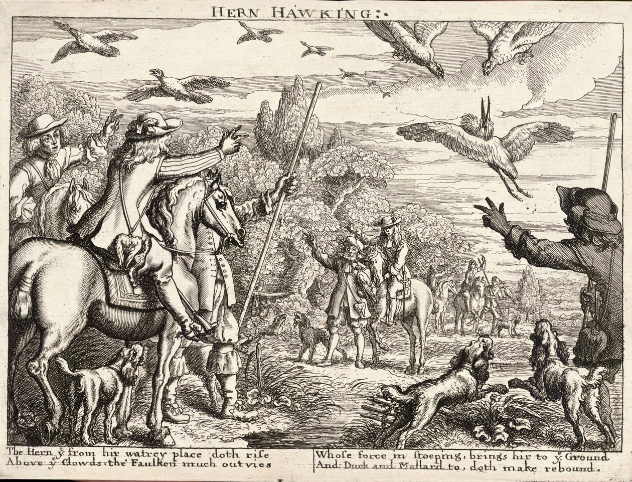 Hern hawking de Wenceslaus Hollar