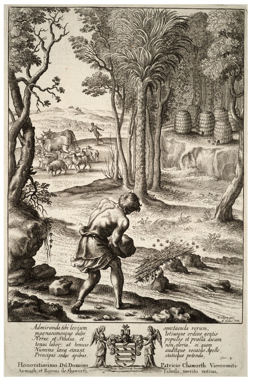 Abelhas Estado 1 de Wenceslaus Hollar