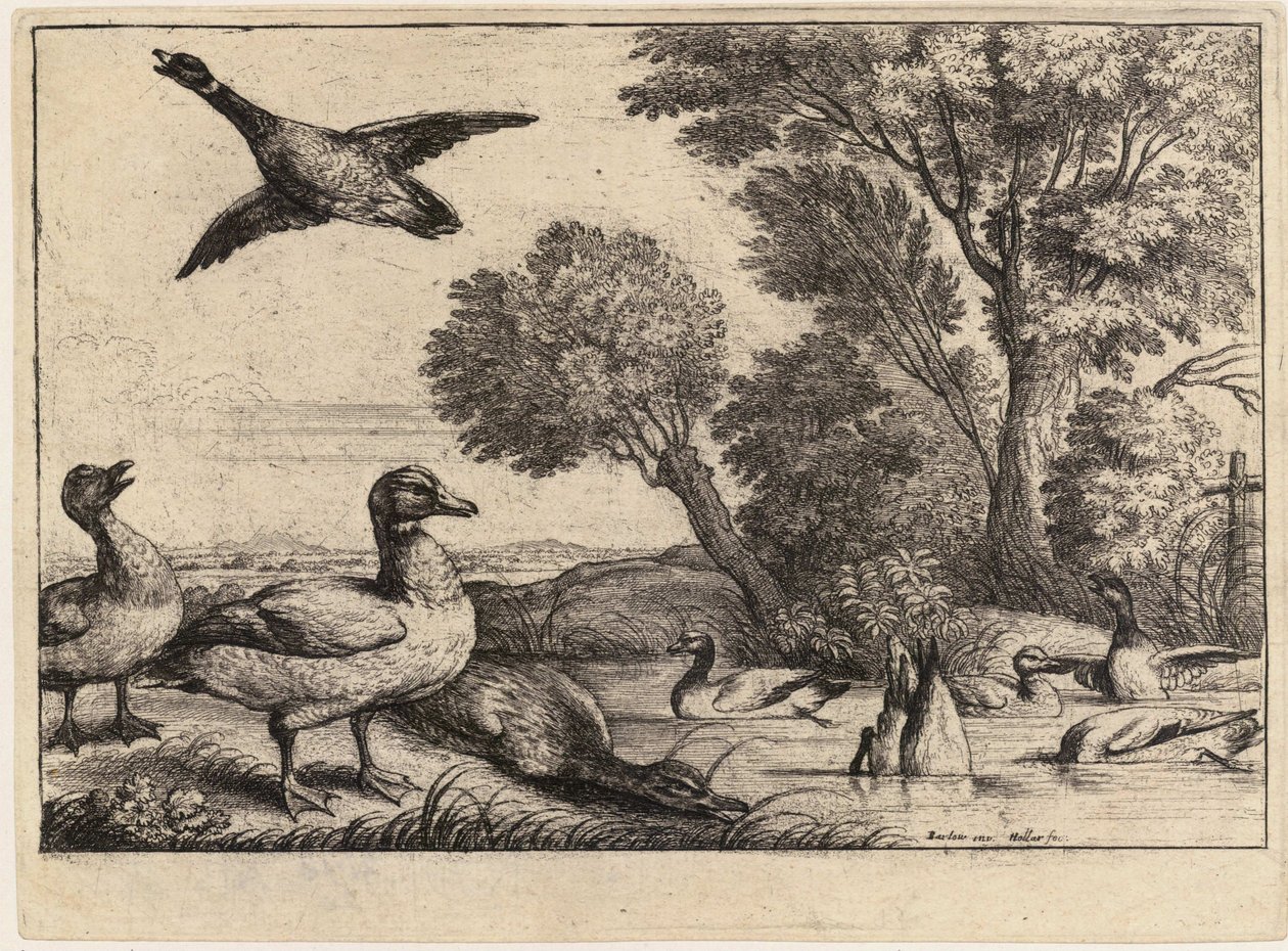 Nove patos. Estado 2 de Wenceslaus Hollar