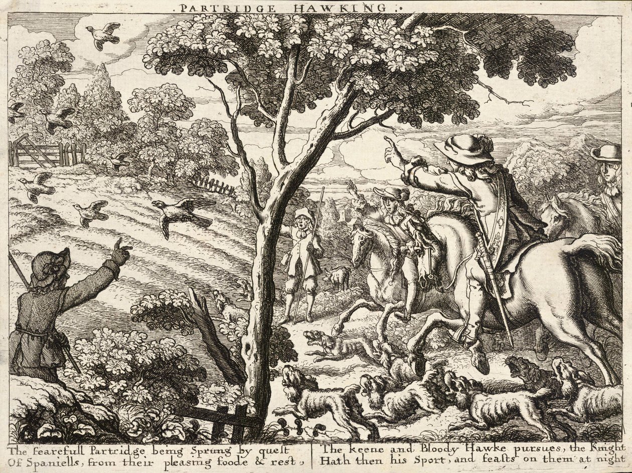 Falcão de perdiz de Wenceslaus Hollar