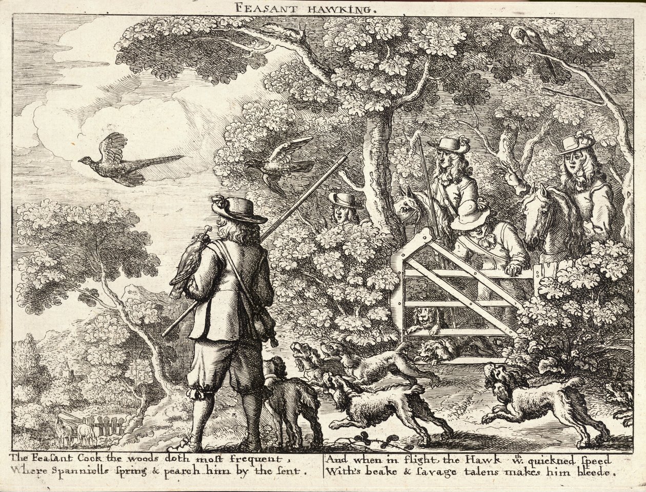 Faisão Hawking de Wenceslaus Hollar