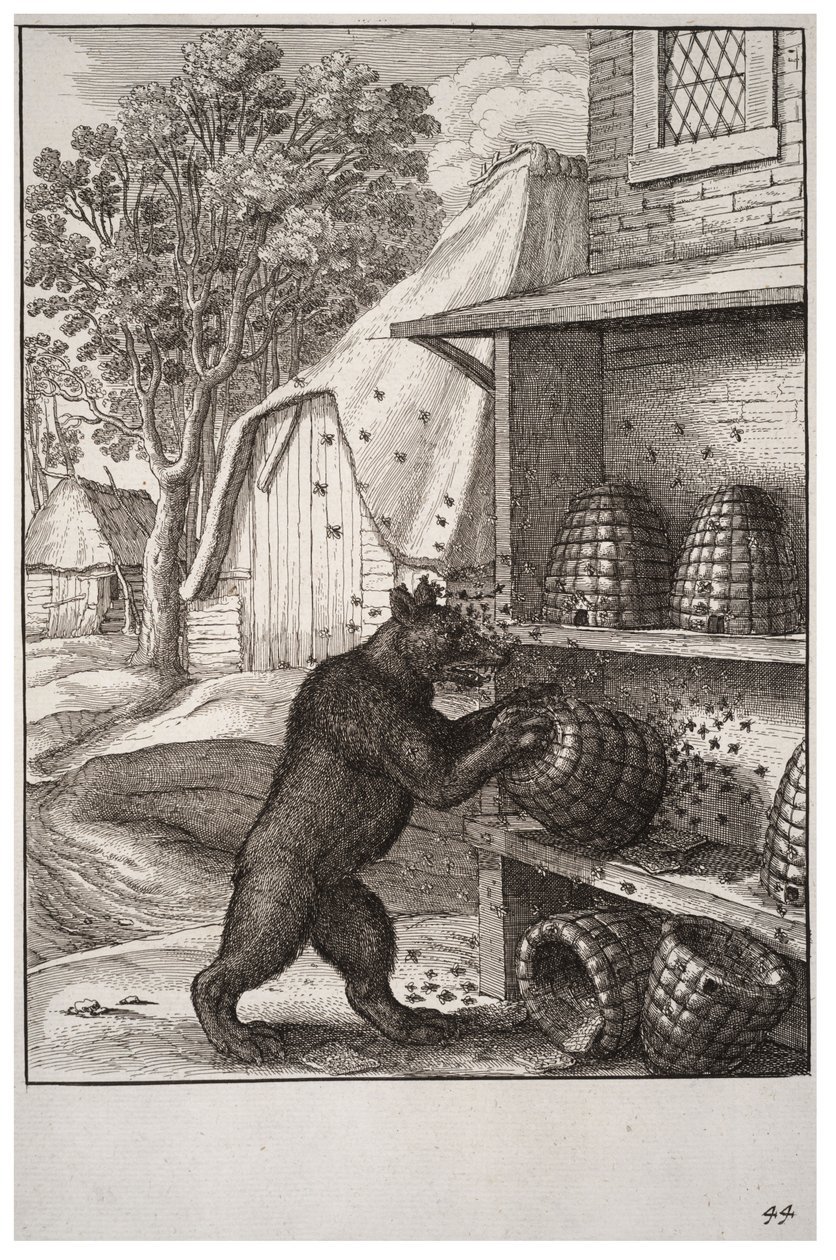 O urso e o mel de Wenceslaus Hollar