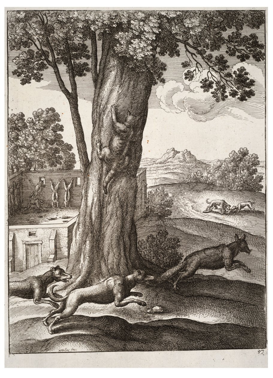A raposa e o gato de Wenceslaus Hollar