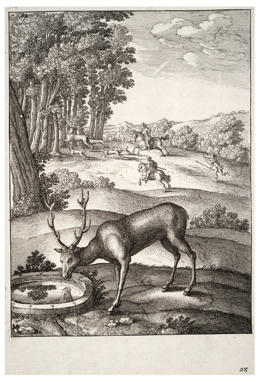 O cervo Estado 2 de Wenceslaus Hollar