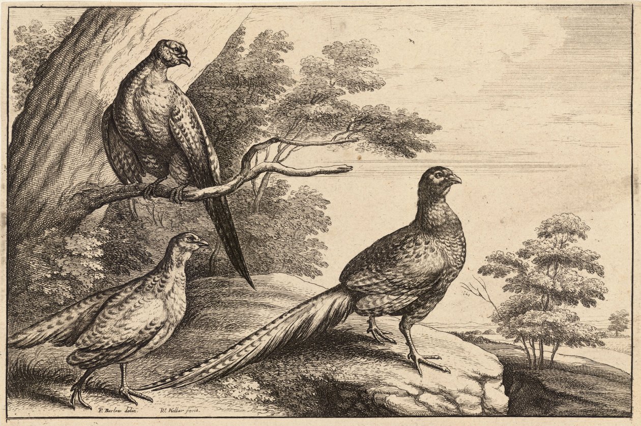 Três faisões de Wenceslaus Hollar