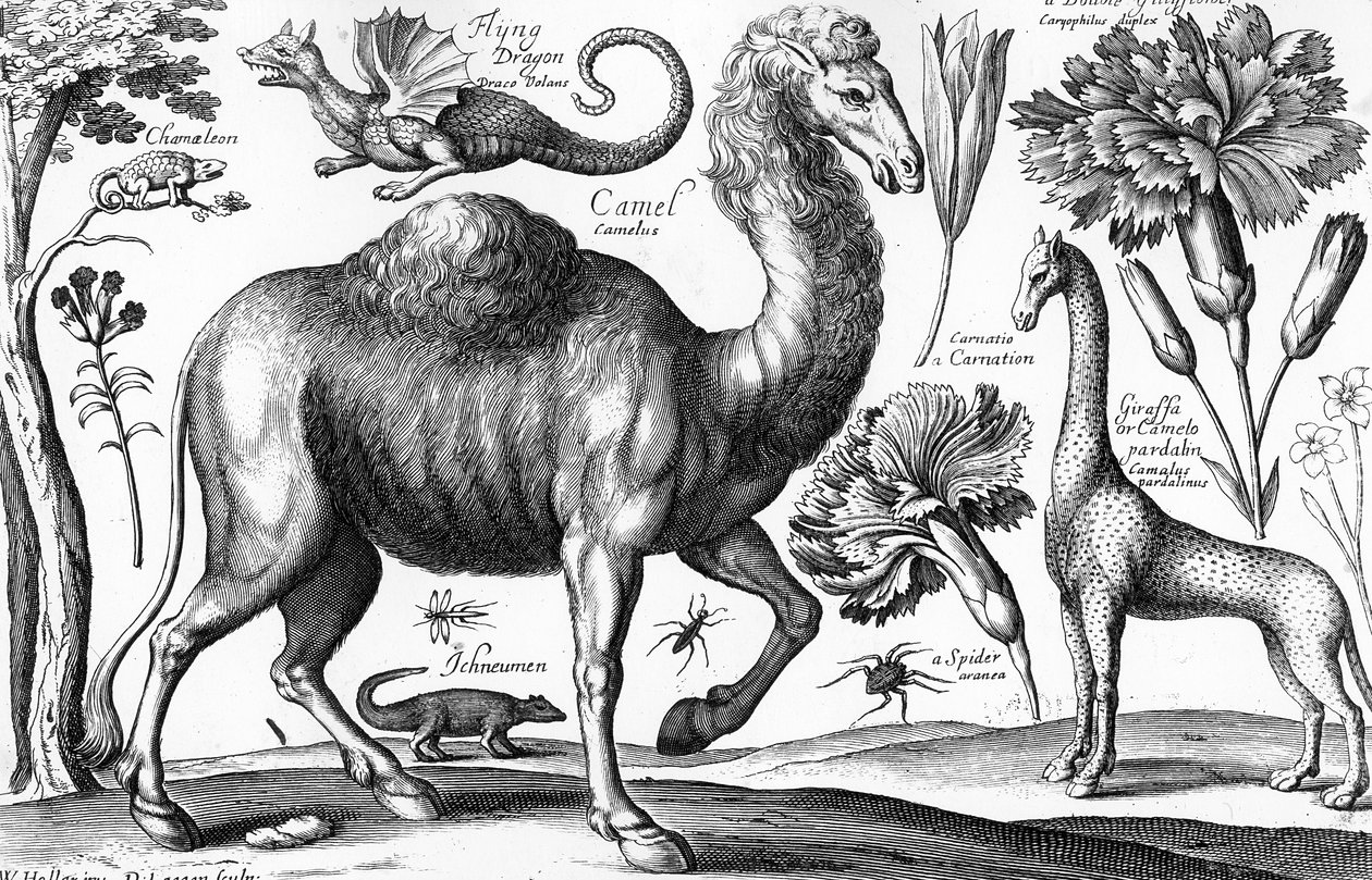 Animalium, Ferarum et Bestiarum, gravado por David Loggan de Wenceslaus (after) Hollar