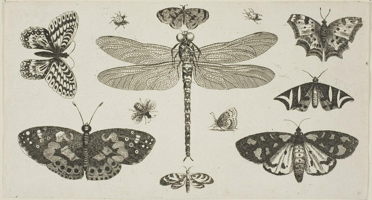 Uma libélula, joaninhas e borboletas, de Diversae Insectorum...Figurae de Wenceslaus Hollar