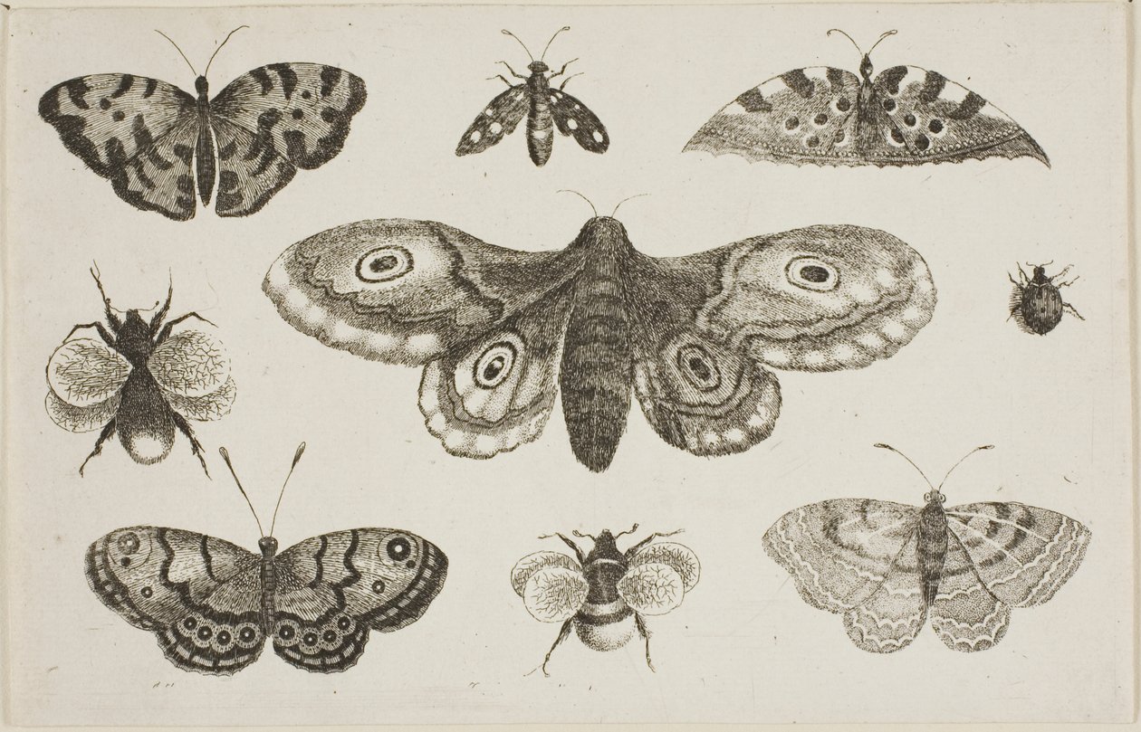 Uma mariposa, borboletas e abelhas de Wenceslaus Hollar